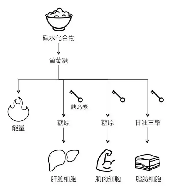 摄入脂肪分解合成甘油三酯