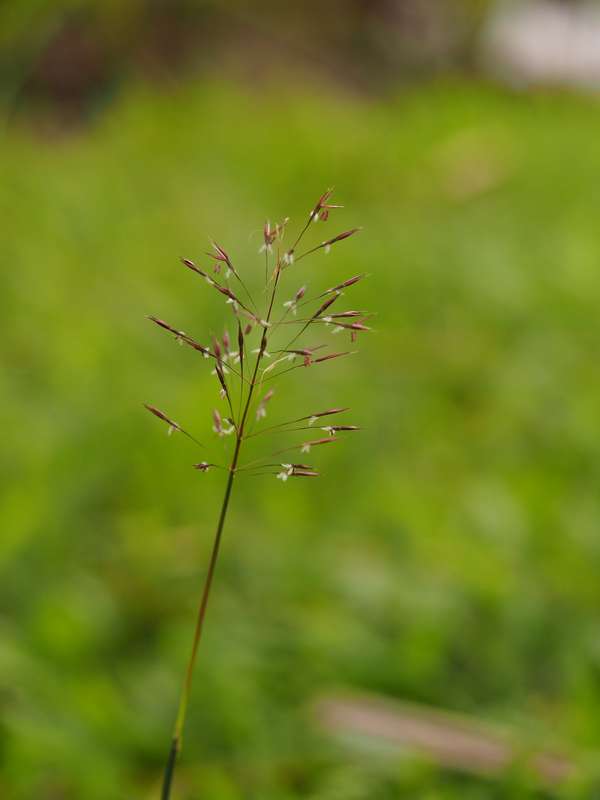 禾本科的花 大概普通人都不会注意到禾本科开花;但在微距镜头下,仍然