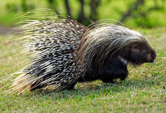 学》,讲到动植物总想弄清楚 界门纲目科属种)下有 11 种:非洲帚尾豪猪