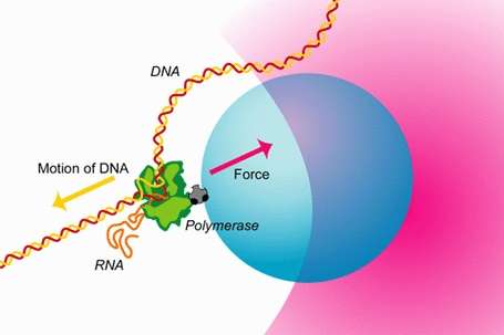 这张是我看过无数次的kinesin驱动蛋白在微管上行走的测量结果,通过