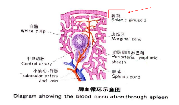 其内部充满了小间隔——脾窦:这货我们体内也有——脾脏它们老了以后