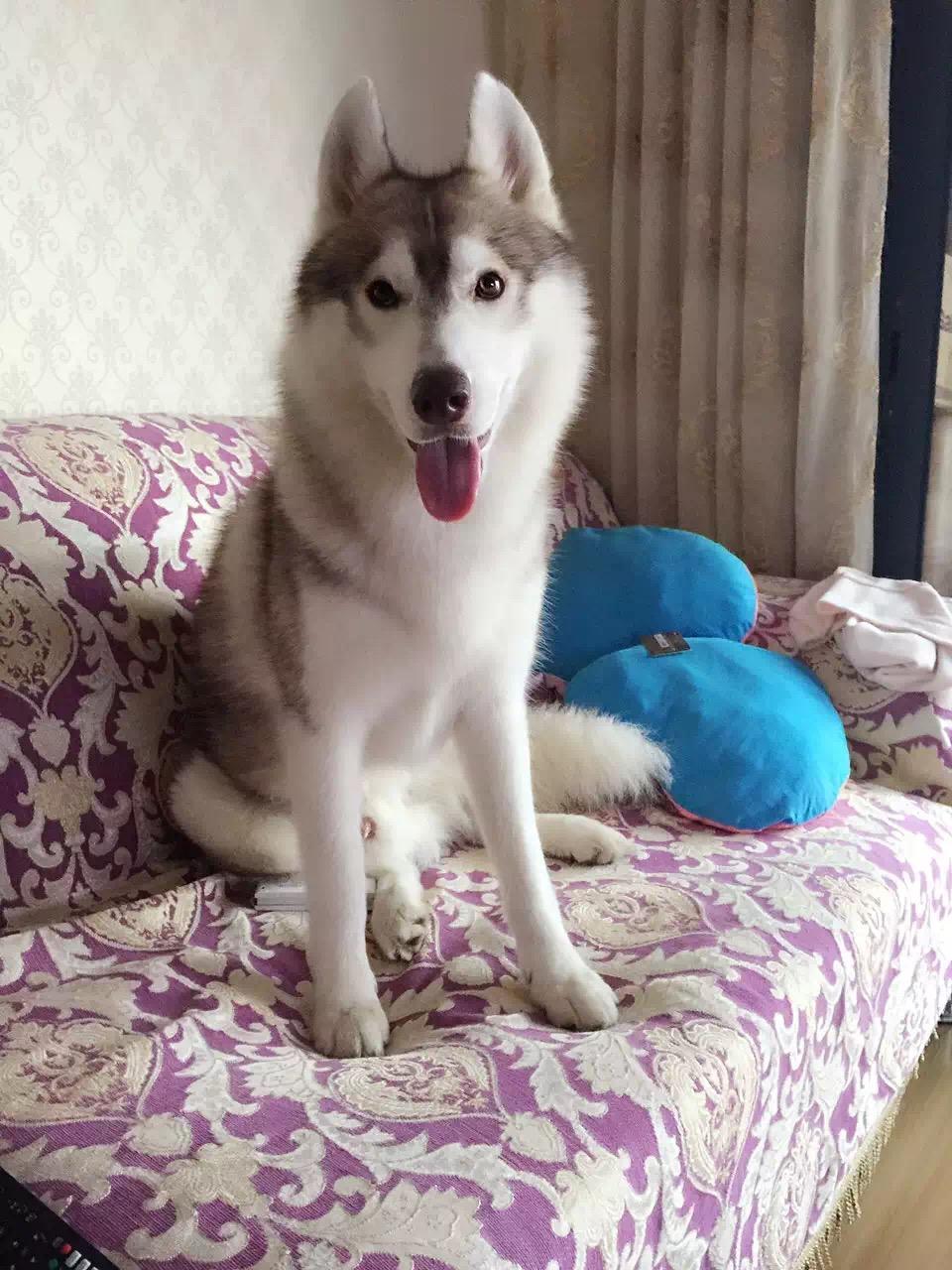 怎么训练哈士奇随行、唤回? - 刘珂的回答 - 知