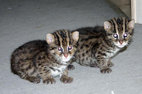 为什么狗的样子差别很大,而猫看起来都很相似?