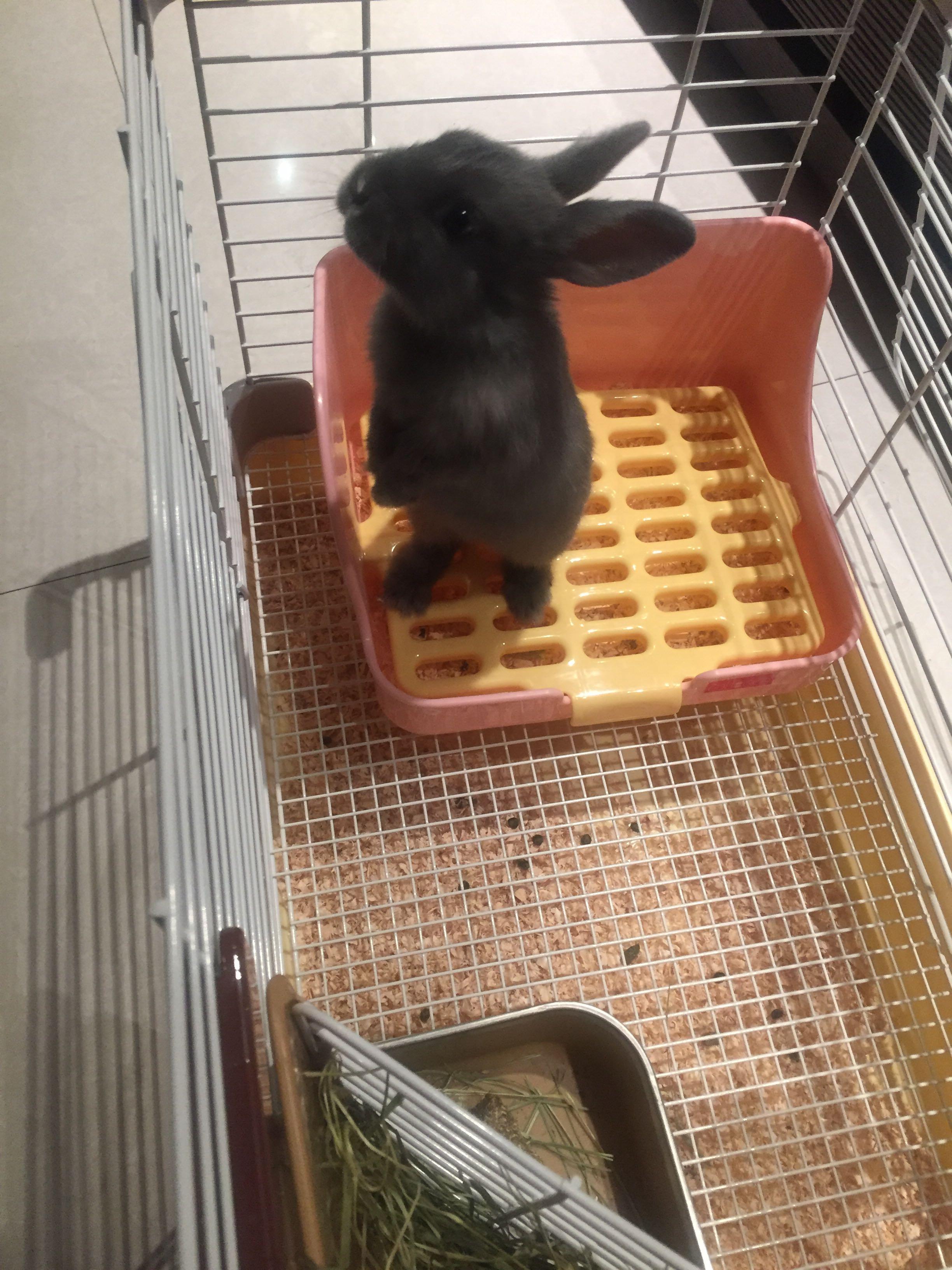 有养侏儒兔的小伙伴么 。? - 宠物饲养 - 知乎