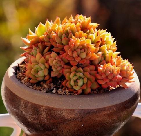 大叔给你讲种多肉植物种子要注意的12要点 知乎