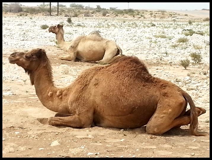 微博上「骆驼断腿下跪」事件是怎么回事?