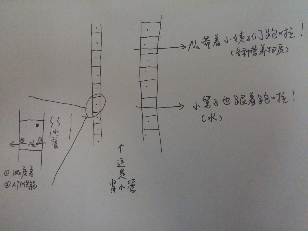 肾脏是如何排泄废物的?