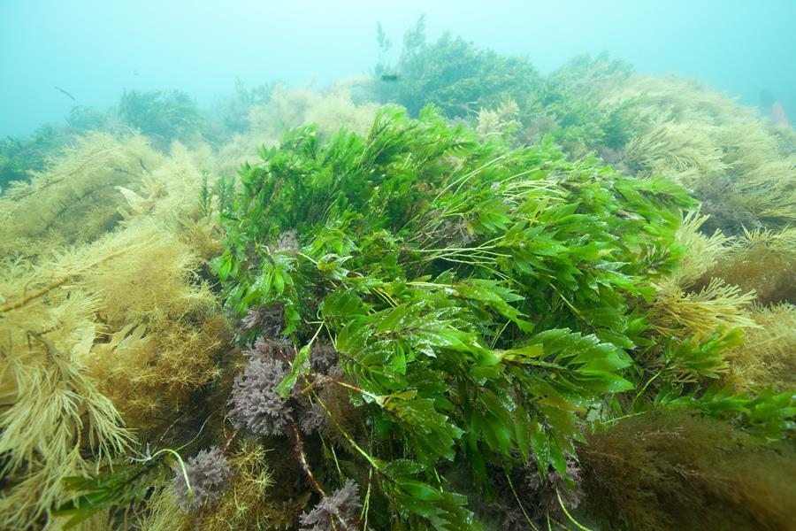 有哪些高等植物生活在海洋里? - 知乎