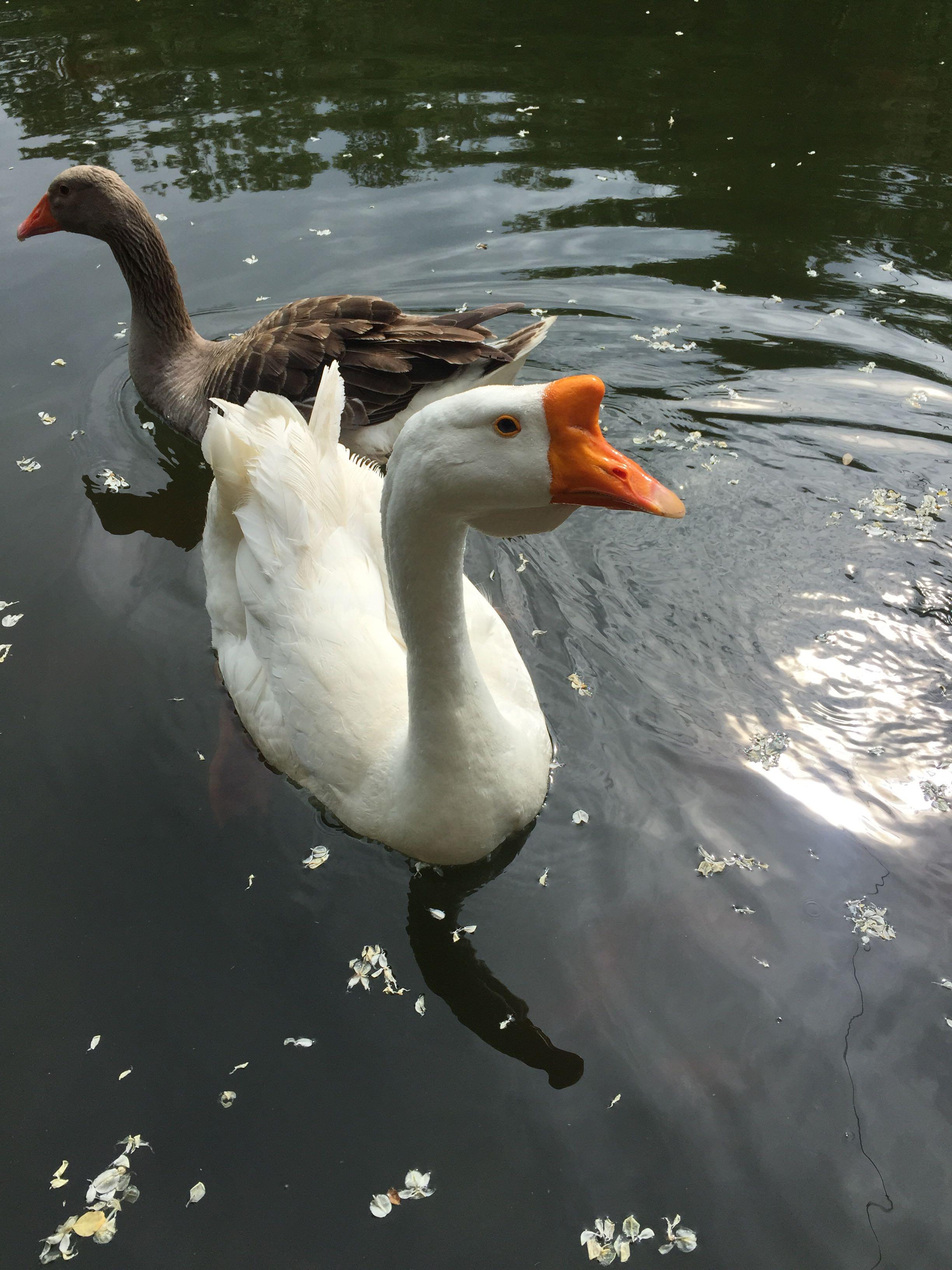 鹅为什么那么凶不怕人,鹅的战斗力有多强?