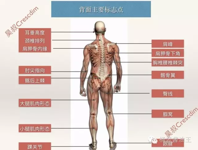 腰椎骨性标志图片