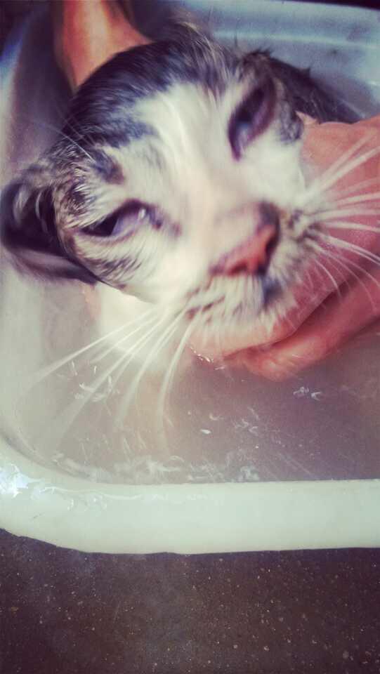 养一个月大小的猫该注意的事项有哪些? - 符嘉