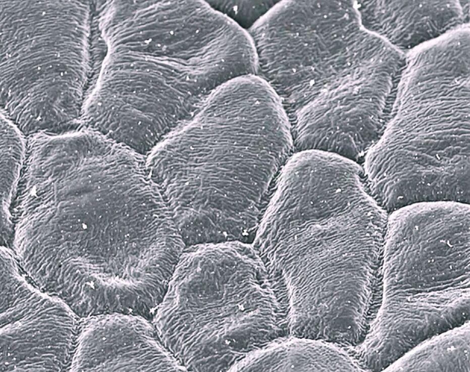 既然鲜艳的花色能够吸引昆虫传粉，那白色花为什么没被淘汰掉？ - 知乎