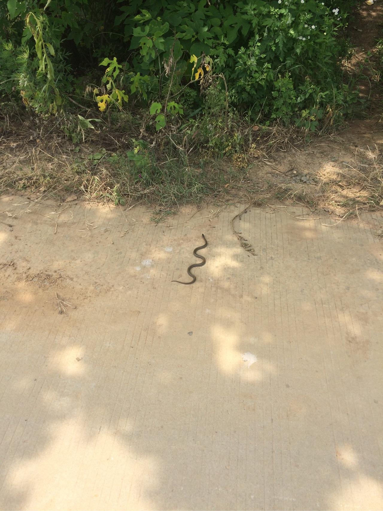 这是什么蛇?路遇在晒太阳的