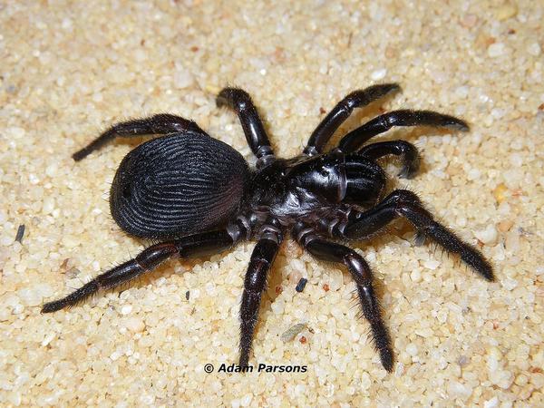 官僚作风不可取 (螲蟷科 盘腹蛛属)