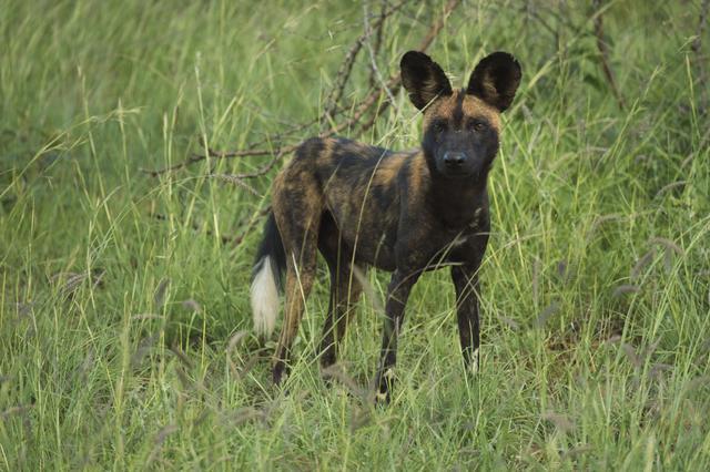 濒临灭绝的非洲野犬