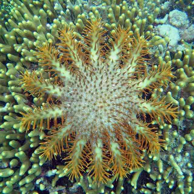 打开 app noaa photo library / cc by 为什么说棘冠海星是大堡礁杀手