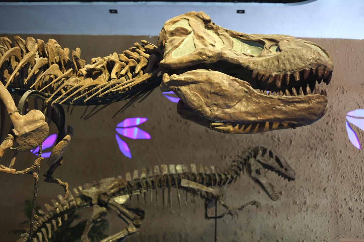 恐龙化石图片素材-编号10078512-图行天下