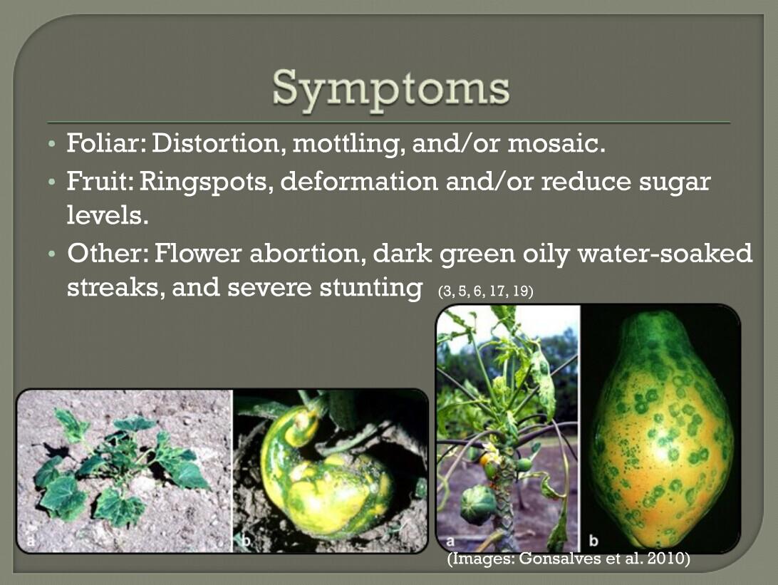 番木瓜环斑病毒图片