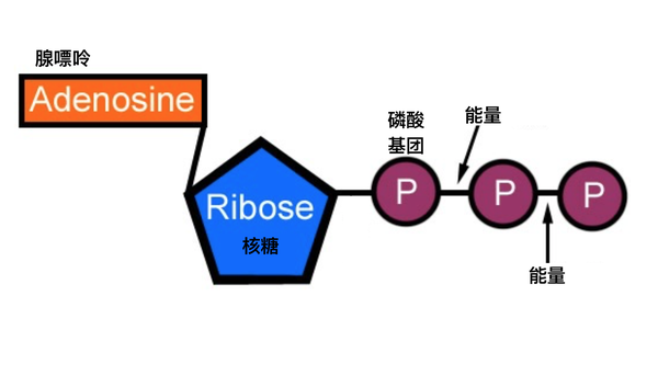 仰望尾迹云《健身入门学》第六课，肌肉收缩及生物能代谢基础（完全版／修订版） - 知乎