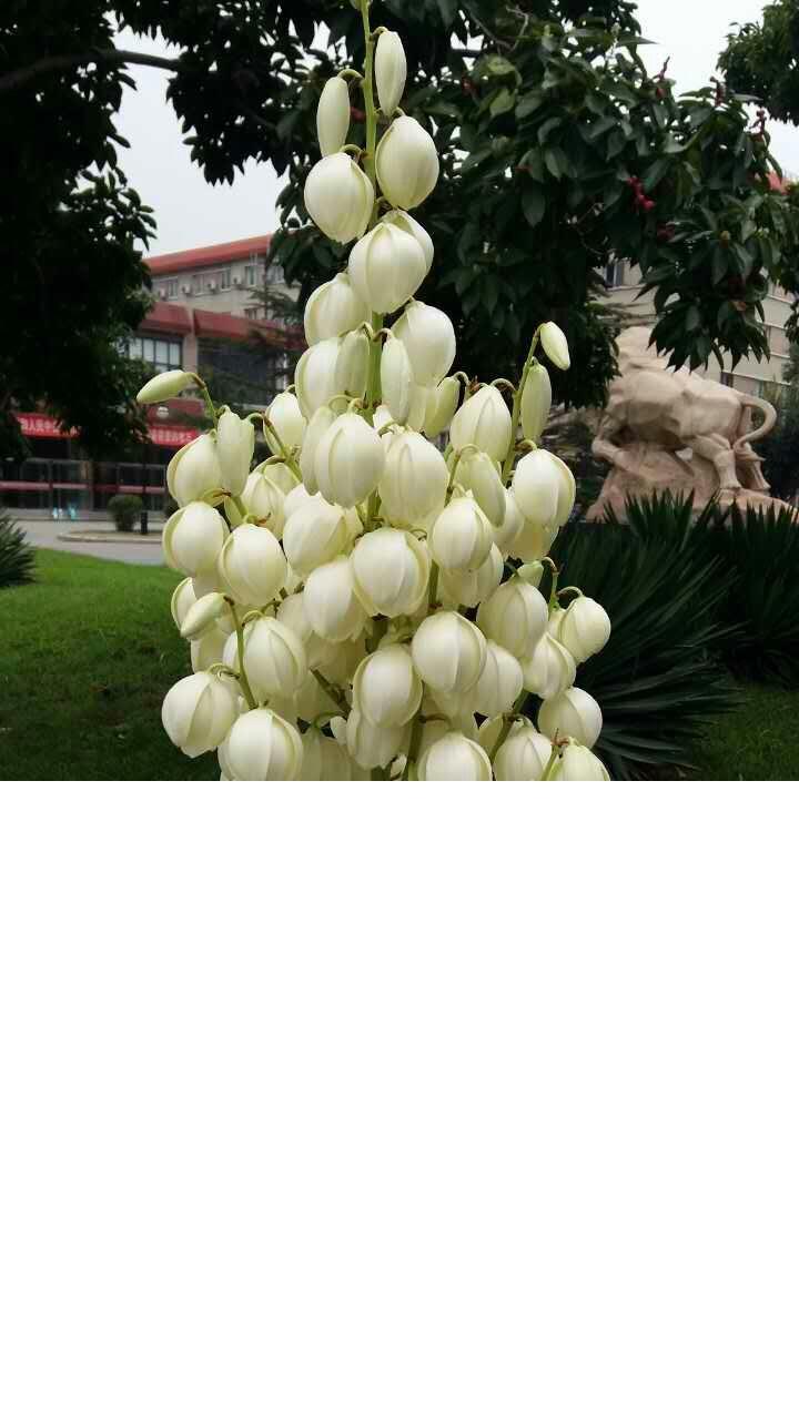 请问这种白色的球形花名叫什么