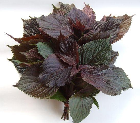 有哪些家乡很常见但外地没有的蔬菜呢?