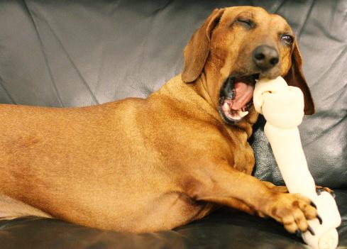 狗语者说130狗语者教你纠正乱咬东西的坏习惯