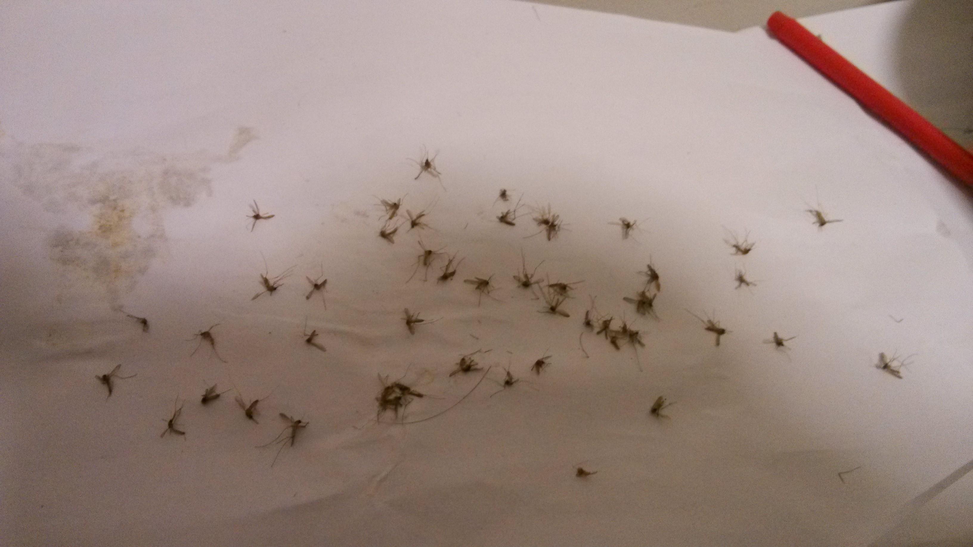 房间里有很多死蚊子怎么回事？ - 知乎