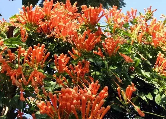 攀枝花，绽放的旅游之花
