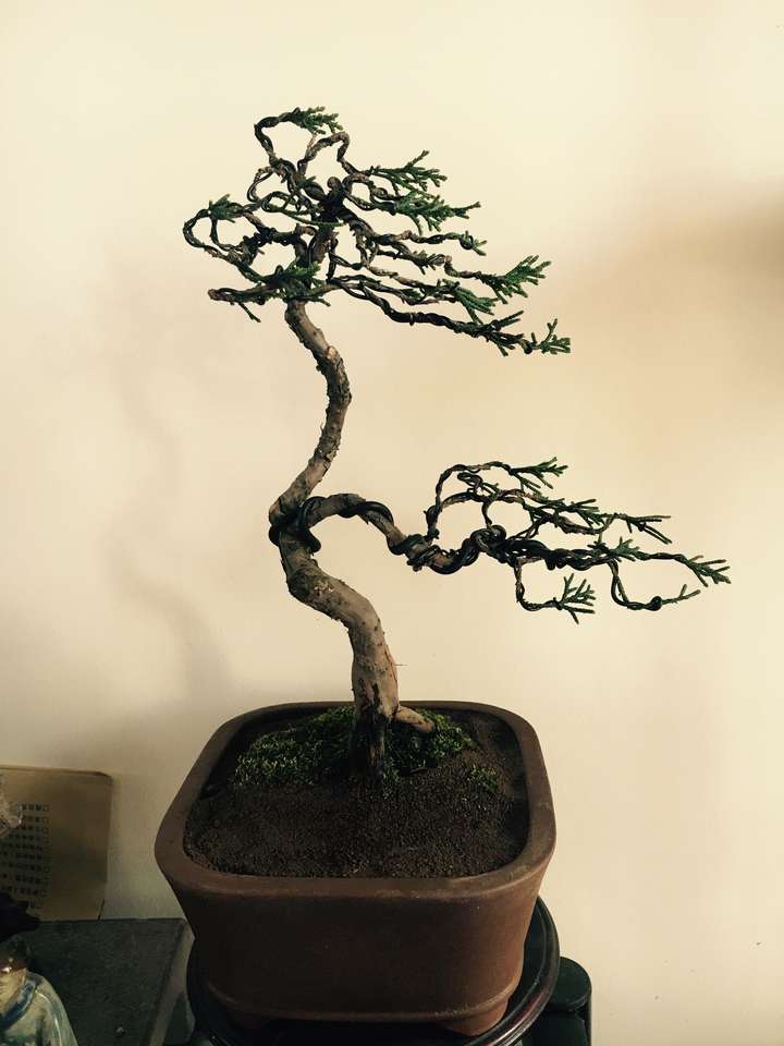 做盆景如何入门?