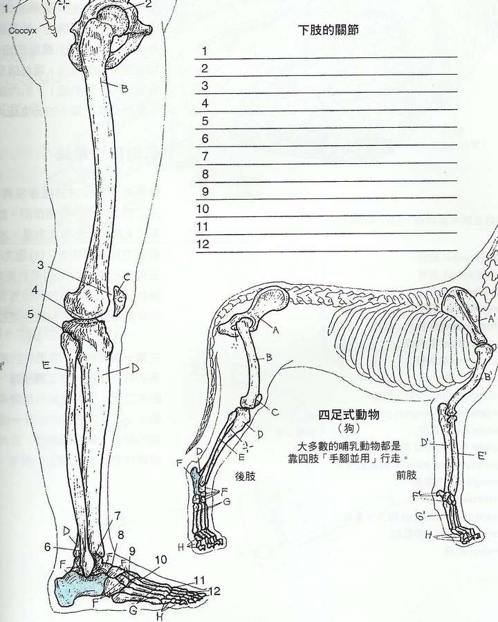 狗为什么膝盖朝后