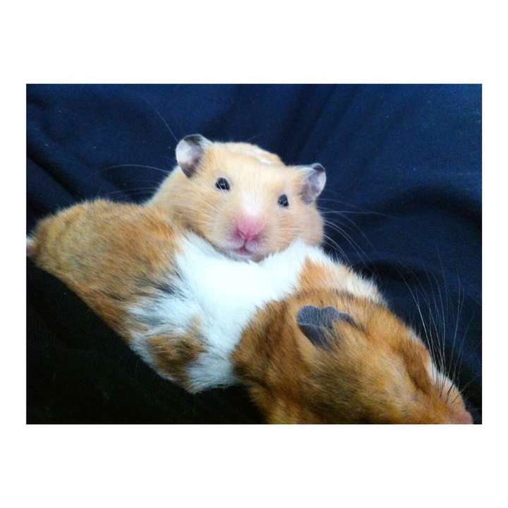 想养一只仓鼠,哪种比较好养?