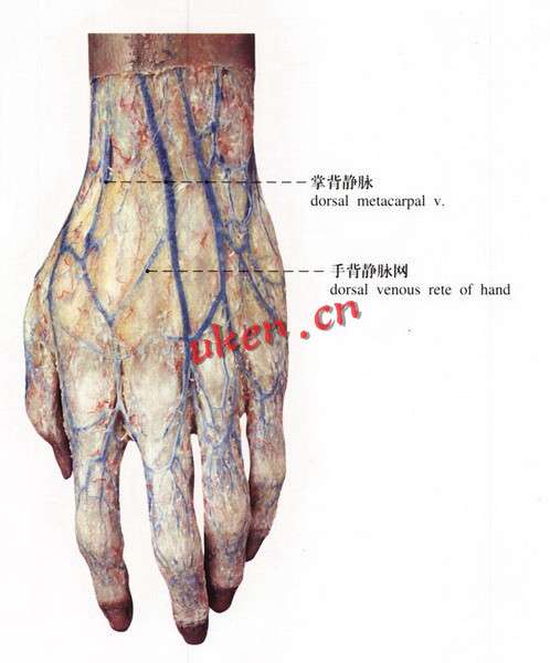 手背血管分布图片
