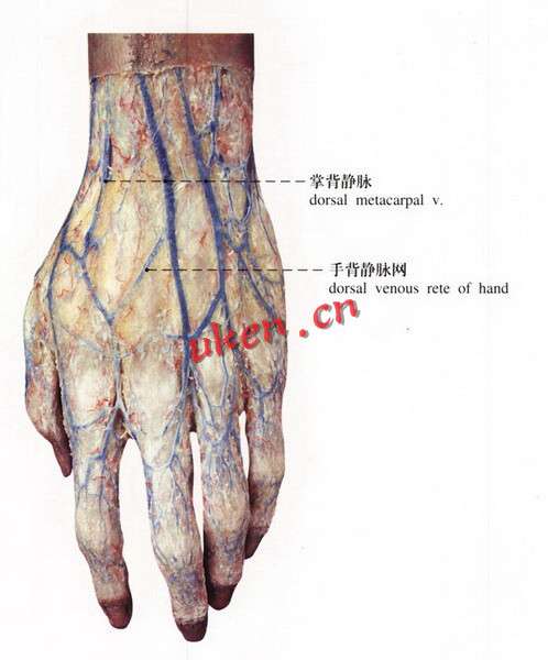 为什么我的手背上静脉血管那么明显如何改善