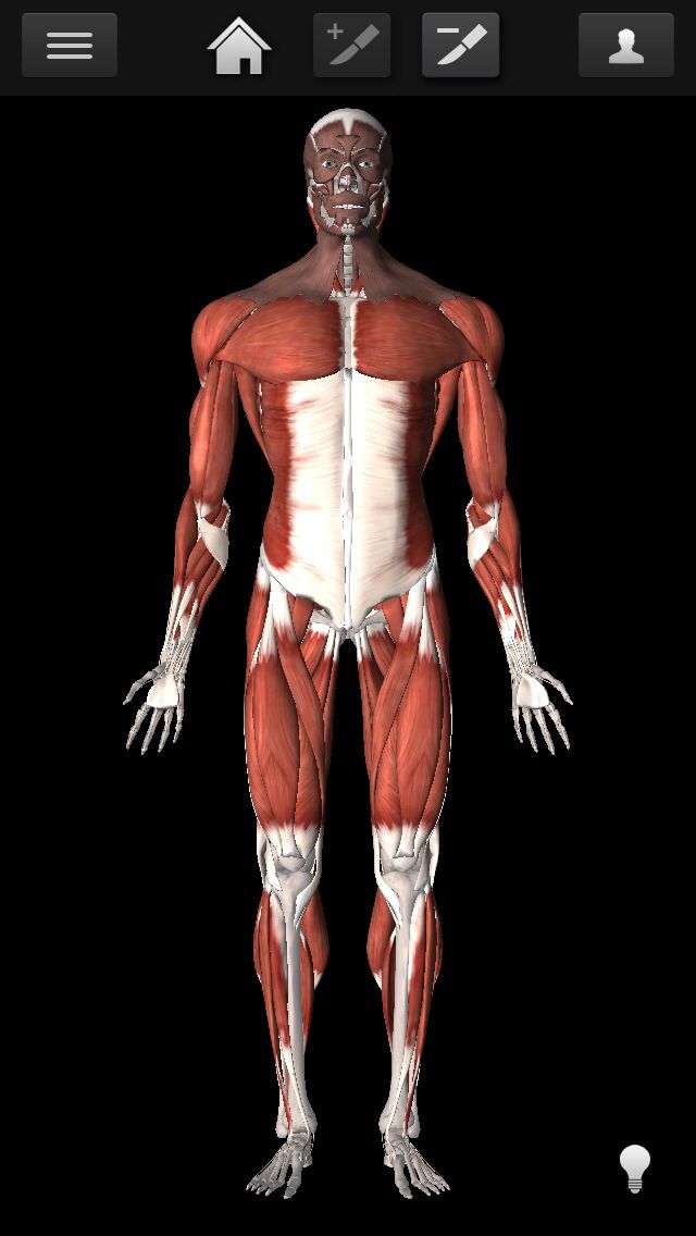 之前一个减肥成功的女生推荐的一个付费的健身app,里面的人是肌肉形态