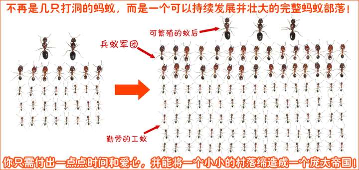 蚂蚁群体的分工图图片