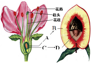 为什么有时桃肉还新鲜而桃核已发霉?