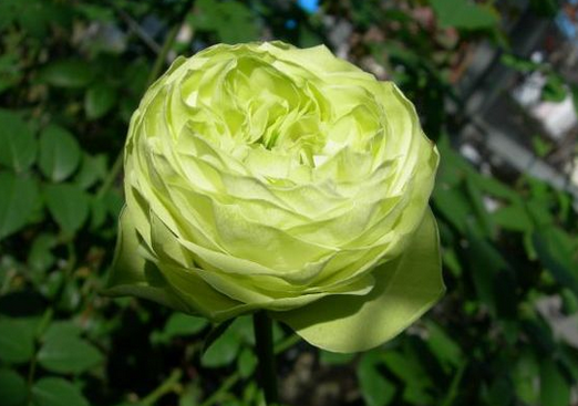 有原生绿色玫瑰花吗?