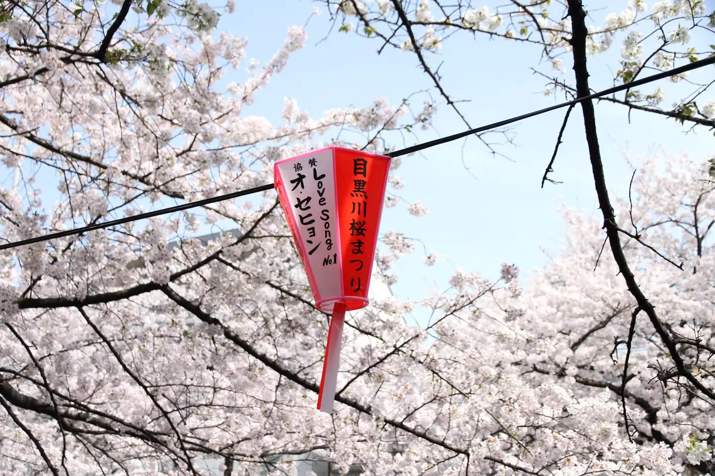 樱花四月 教你如何优雅地在东京散步 知乎