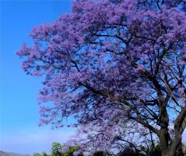 攀枝花，绽放的旅游之花