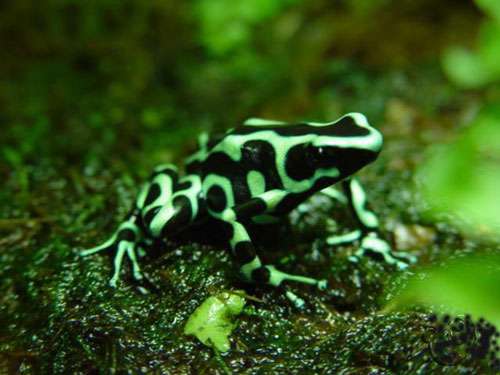 影视作品中的毒液毒气为什么往往都是绿色的