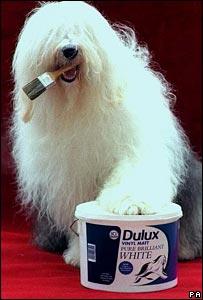乳胶漆广告里的狗图片