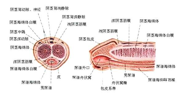 为何男性生殖器随着成年颜色会变黑?