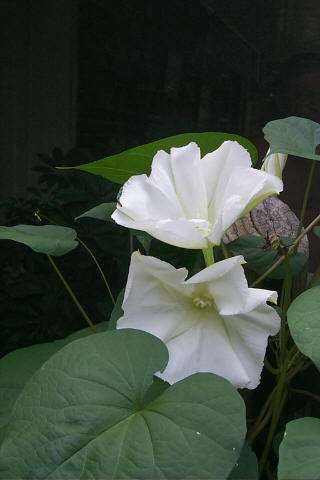 與之對應的有 夕顏,一般認為是 月光花(moonflower,下圖), 葫蘆花