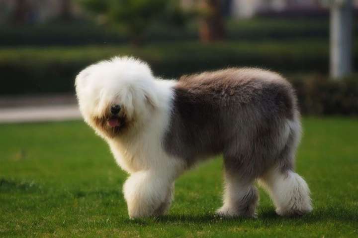 英国古代牧羊犬,多乐士广告里有,毛多难打理.