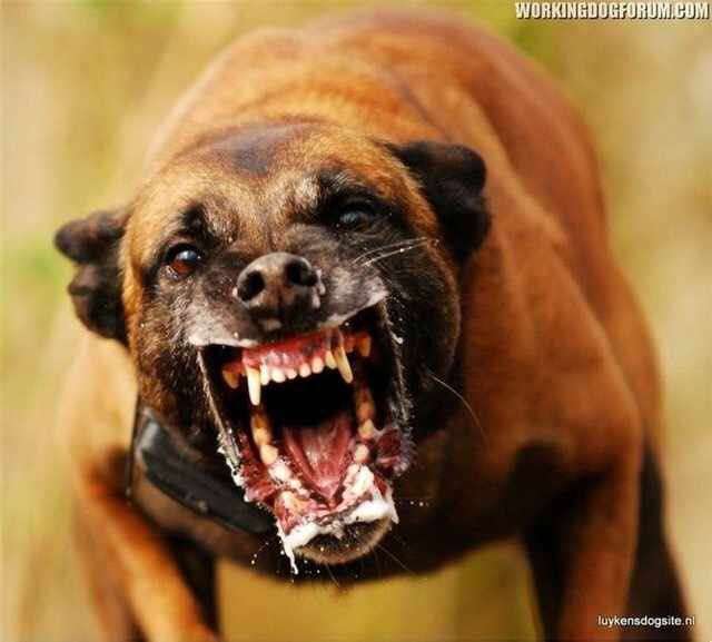 养狗是一种怎样的体验?