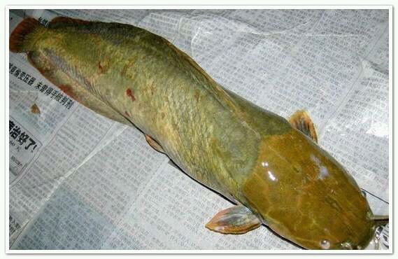 鲶鱼真的非常脏吗