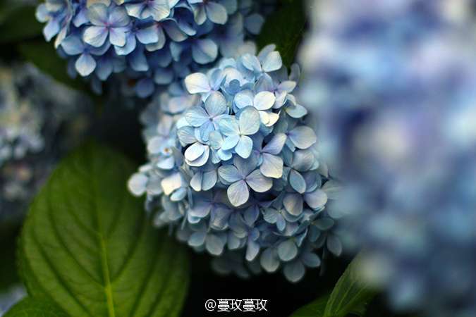 节气手帖 夏至 紫阳花 知乎