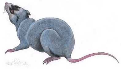 在上一些和恐龙同时代的东东 真贼兽复原图(来自中国侏罗纪的神,仙二