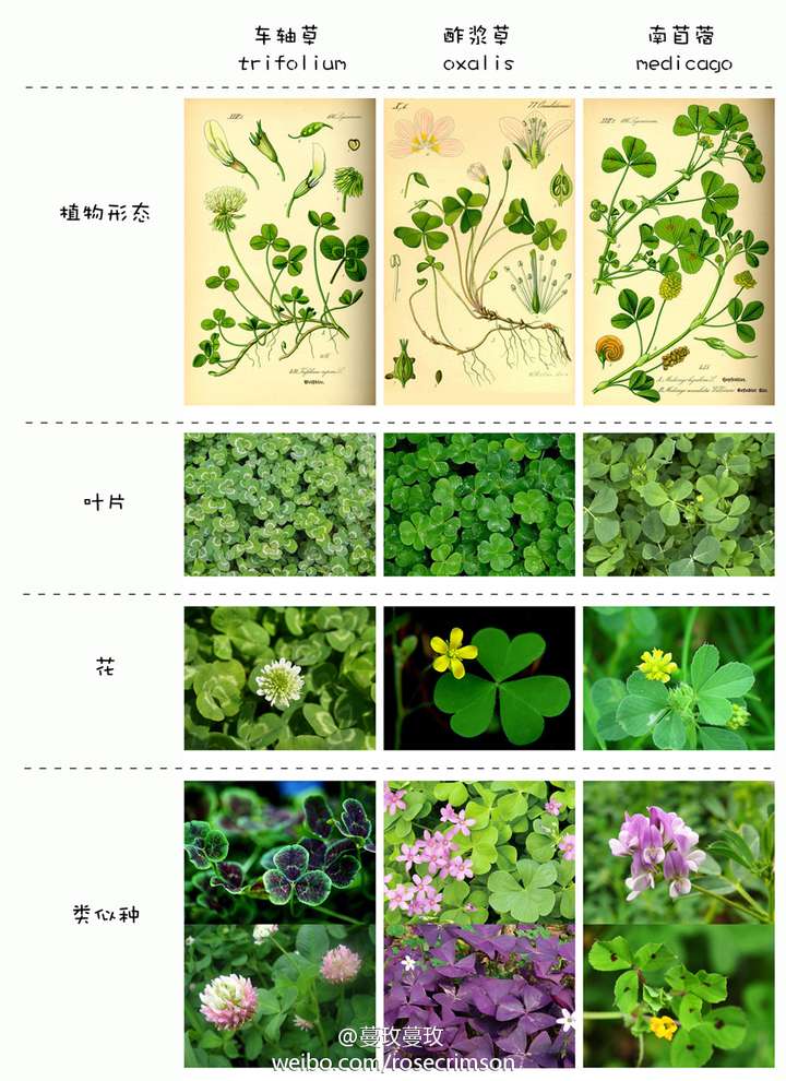 酸咪咪草的功效与作用图片