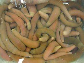 ����������һ�ֳ��ӡ� ���ģ������䶯�����ֳ��� Ӣ�����ֽ���penis worm ... ˵�����Ӷ��ģ�����Ҫ��ͼ�ĺǡ� ���ŵ�ʱ������������